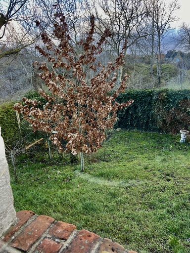 Dia afbeelding