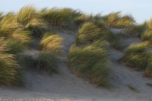 Folien-Bild